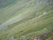 Pâturage de moutons en étage alpin