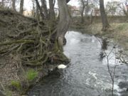 L'entrelac racinaire hors d'eau et immergé fait partie intégrante des écosystèmes de ripisylve, avec des fonctions dépassant celle de maintien des bergeslles sont notamment impliquées dans l'épuration de l'eau et l'offre en caches et lieux de reproduction pour de nombreuses espèces