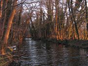 En zone tempérée, en hiver et au printemps, les ripisylves de feuillus laissent passer la lumière.