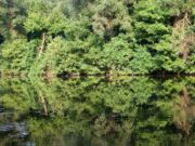 La ripisylve bénéficiant à la fois de l'eau et de la lumière réverbérée est généralement exubérante