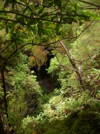 Forêt de lauriers sur l'île de la Palma