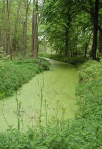 Les eaux lentes polluées par les nitrates sont propices au développement des lentilles