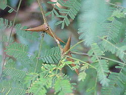 Acacia collinsii