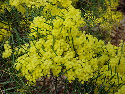 Acacia fimbriata