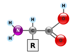 Structure commune à tous les acides aminés
