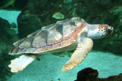 Les tortues font partie des migrateurs au long cours. Elles semblent fr�quemment utiliser les m�mes "corridors biologiques sous-marins", notamment pour venir pondre l� o� elles sont n�es