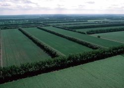 « Néobocage » protégeant des champs contre l'érosion et du vent dans le Nord-Dakota (photo de 1997) aux États-Unis). Pauvre en biodiversité parce que presque monospécifique, d'une même classe d'âge et soumise aux apports de pesticides, cette haie sera néanmoins une source importante de bois, et éventuellement de BRF, dans un système dit d'agro-sylviculture.