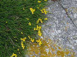 Forme couchée du genêt à balais (Cytisus scoparius) sur les falaises littorales de Bretagne