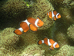 Amphiprion ocellaris