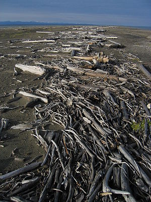 Selon les lieux et les courants, le contenu des laisses de mer change. Ici, sur la côte arctique boisée de l'Alaska, il s'agit essentiellement de bois flotté