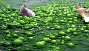 Par forte chaleur un voile d'algues et de bactéries peut couvrir l'eau stagnante et piéger les bulles de gaze type de bloom ne dure généralement pas plus de deux semaines.