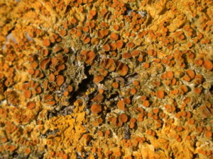 Le lichen est un exemple d'association symbiotique de deux espèces de règnes différents : une algue unicellulaire ou une cyanobactérie, et un champignon