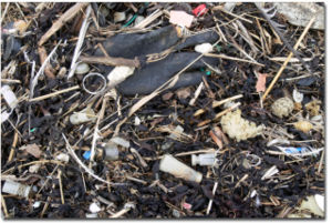Partout dans le monde, les laisses de mer contiennent de plus en plus de macro et micro-déchets peu dégradables et/ou polluantslles peuvent aussi être polluées par des résidus de pesticides, des dioxines, PCB, etc.