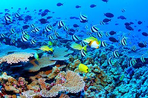 Un récif corallien est en exemple d'écosystème fragile