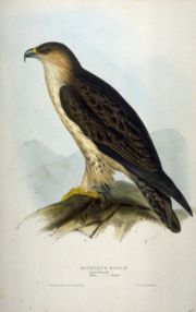 L'aigle de Bonelli, inscrit à l'annexe I de la Directive oiseaux est protégé par la mise en place de certaines ZPS.